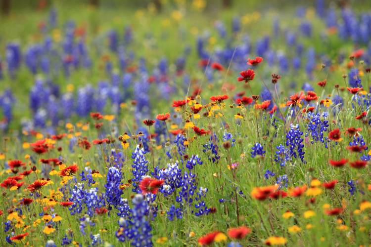 A field of wildflowers in the texas hill country