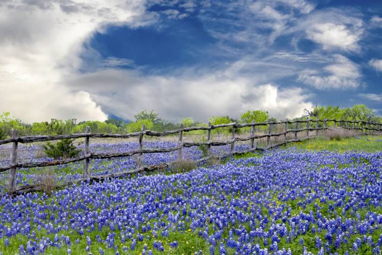 A field of blue wildflowers by an old fence
