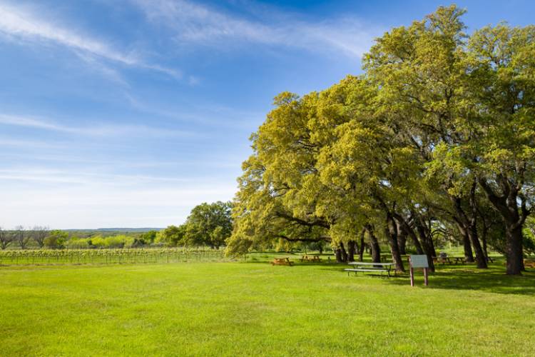 A lush green field near a vineyard lined with old trees in Fredericksburg, Texas