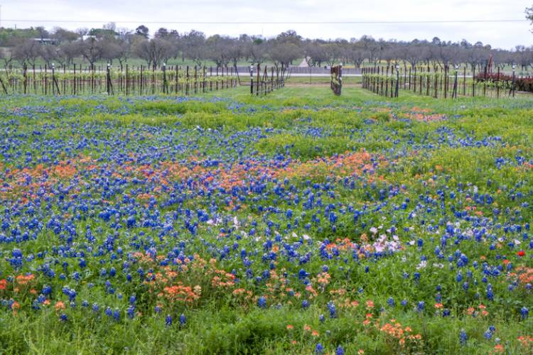 Fredericksburg Texas wildflowers outside a vineyard in the spring