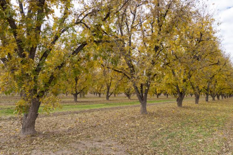 Pecan trees in a Fredericksburg, TX orchard ready for harvest as their leaves begin to change in Autumn