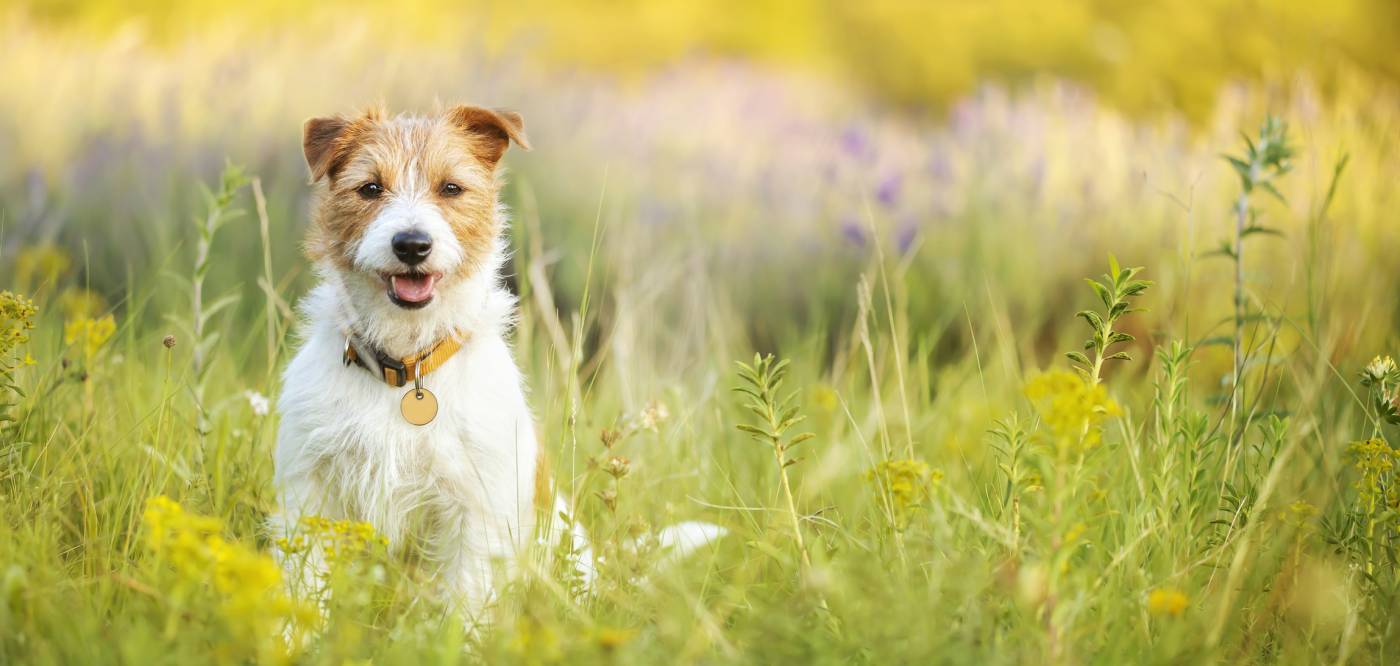 A dog sits in a field of wildflowers