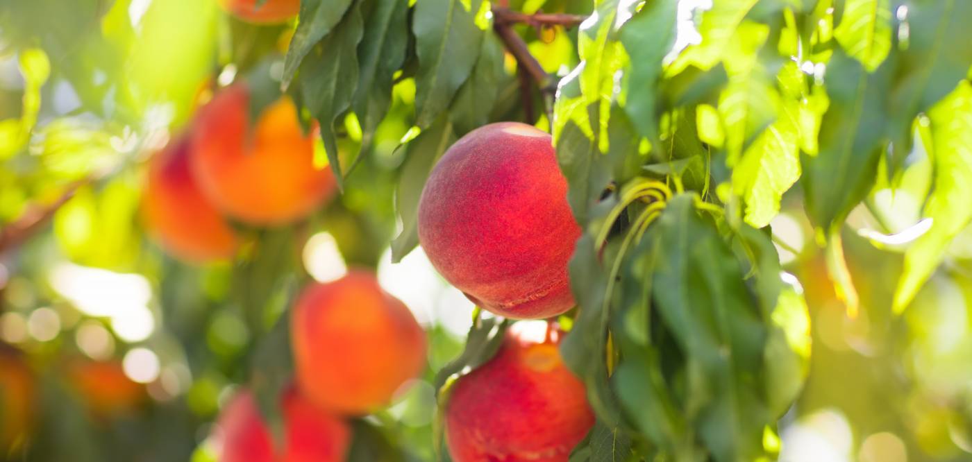 Fredericksburg Peaches