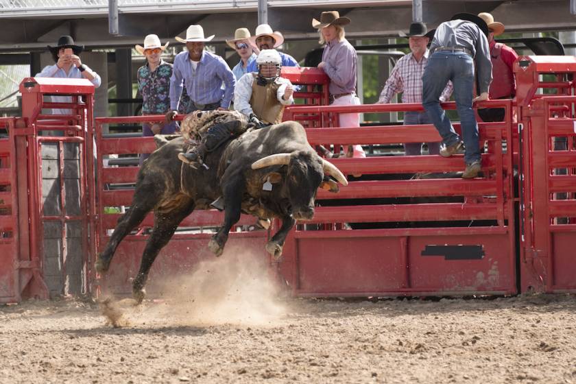 Bucking Steer in a rodeo